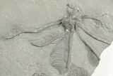 Plate Of Crinoids (Dimerocrinus) & Graptolites - New York #203137-2